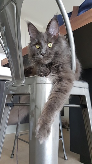 Luckycats Cats Sitting Comportementaliste Chat Morges Suisse
